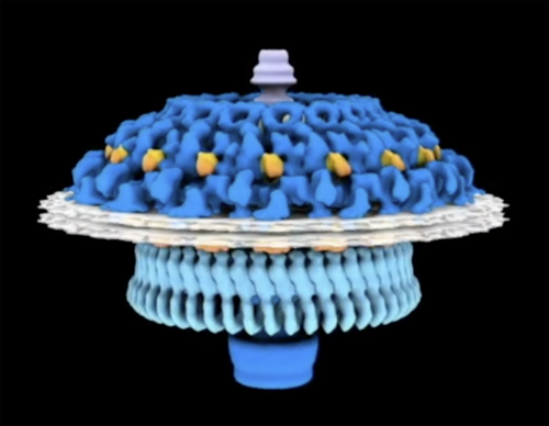 Liu Lab Cryo-EM 3D Model