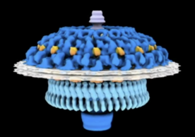 Liu Lab Cryo-EM 3D Model